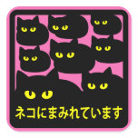 ステッカー　「ネコにまみれています」ピンク 正方形シール・ステッカー