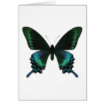 ミヤマカラスアゲハ Papilio グリーティングカード