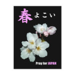募金用 , Cherry blossoms , 桜 はがき