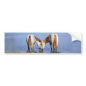 001) HORSES IN LOVE bumper stickers
