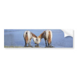 001) HORSES IN LOVE bumper stickers