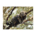 001Bearcat