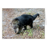 003Bearcat Card