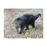 003Bearcat postcards