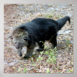 003Bearcat