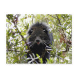 004Bearcat
