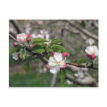 01 Apple Blossoms Winchester VA Postcard