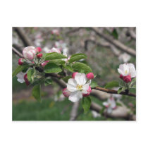 01 Apple Blossoms Winchester VA Postcard