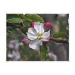 03 Apple Blossoms Winchester VA Postcard