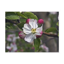 03 Apple Blossoms Winchester VA Postcard