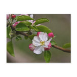 04 Apple Blossoms Winchester VA Postcard