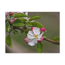 04 Apple Blossoms Winchester VA Postcard