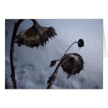100_0282 CARD