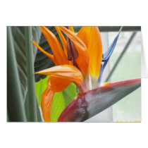 100_0344BIRD OF PARADISE GREETING CARDS