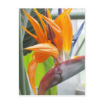 100_0344BIRD OF PARADISE POSTCARDS