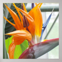 100_0344Poster--BIRD OF PARADISE