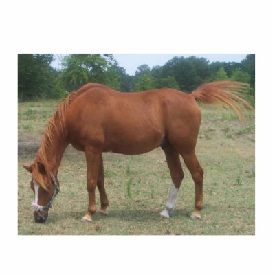 100_0536  horse photo cutouts by gretchen460