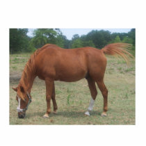 100_0536  horse photo cutouts