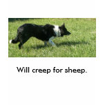 100_1369, Will creep for sheep. t-shirts