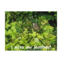 100_1805, I miss my mother! postcards