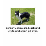 100_3405big, Border Collies are black and white... Tees