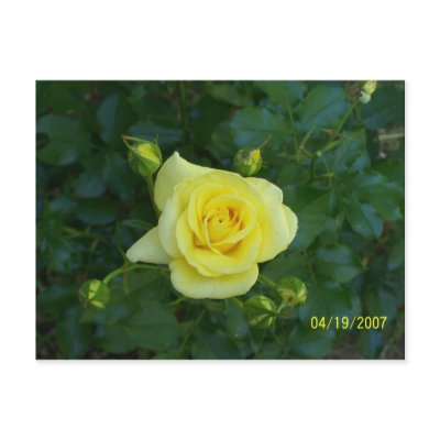 100_3464 POST CARD by TLCGraphics
