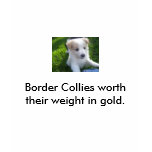 100_5345, Border Collies worth their weight in ... T Shirt