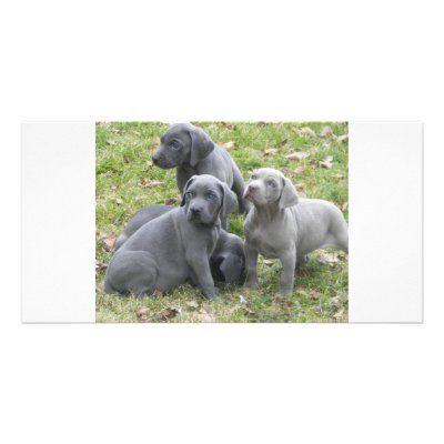 100_5922 PERSONALIZED PHOTO CARD by lwspotted