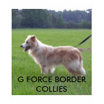 100_5939 (2), G FORCE BORDER COLLIES SHIRTS