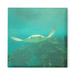 104_3660 - Sting Ray Magnet