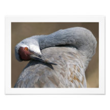 11 x 14 Sandhill Crane Photo