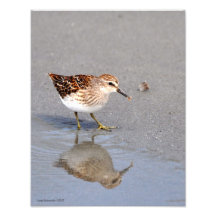 11X14 Sand Piper and Reflections Photo