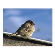 127 Finch on a Roof JM-008-127 Janet Marston Post Cards