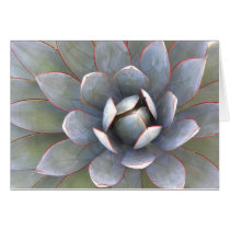 133 8367 Cactus Plant RS600ss 4 x 6 Greeting Cards