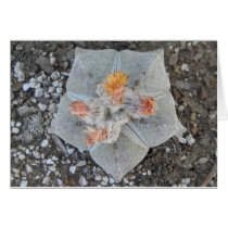 133 8442 Cactus Plant  RS600ss 4 x 6 Greeting Cards