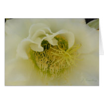 133 Cactus White 001 RS600ss 4 x 6 Cards