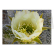 133 Cactus White 005 RS600ss 4 x 6 Card