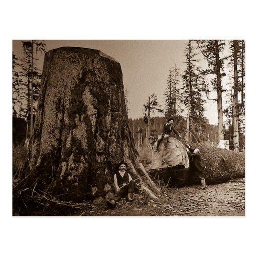 1903 Vintage Lumberjacks Magic Lantern Slide Postcards