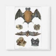 19th C. Bat Print Refrigerator Magnet