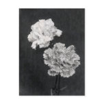 19th C. Carnations Postcard