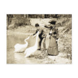 19th C. Swans in Paris postcards