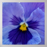 1 Blue Beauty Pansy Poster