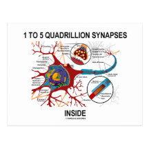 1 To 5 Quadrillion Synapses Inside (Neuron) Post Cards