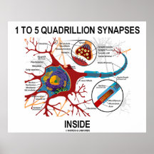 1 To 5 Quadrillion Synapses Inside Neuron Synapse Posters