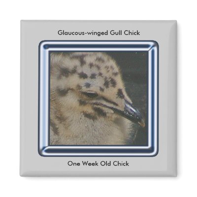 1 Week old Gull Chick Magnet by gramabarb