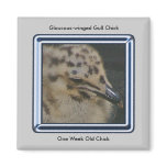 1 Week old Gull Chick Magnet