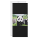 20_baby_animals (9) CUTE PANDA CUB WILD ANIMALS Customized Rack Card