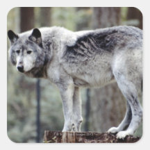 24114488 STICKER
