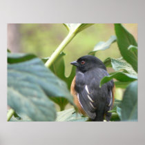 24" x 18" Alert Eastern Towhee