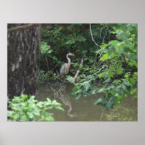 24" x 18" Blue Heron with Reflection on Water Poster
